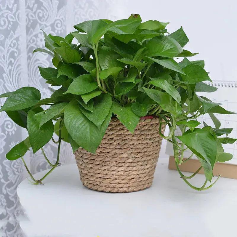 Serene Weave Plant Basket My Helestia 