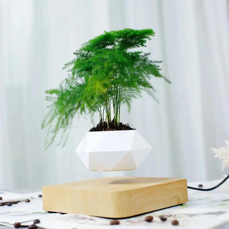 ZenFloater Levitating Bonsai Planter My Helestia 