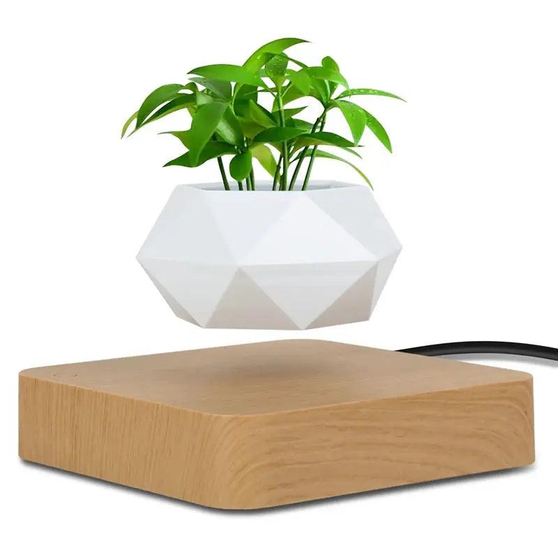 ZenFloater Levitating Bonsai Planter My Helestia 